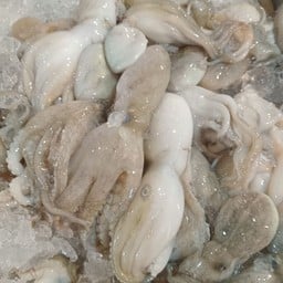 หมึกสาย