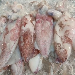 หมึกกล้วย