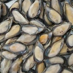 หอยแมงภู่