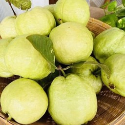 ฝรั่งสด (ฟรีพริกเกลือธรรมดา)