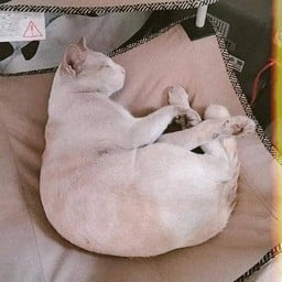 ชานม (ละมุนบอย)