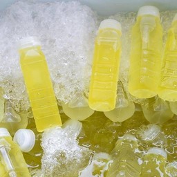 น้ำเก๊กฮวย