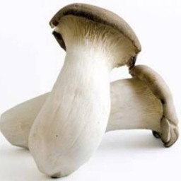 King Of Oyster Mushrooms