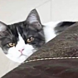 ปลาทู พ่อวัวตัวเมีย