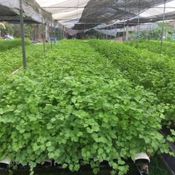 คื่น ฉ่าย (Celery)