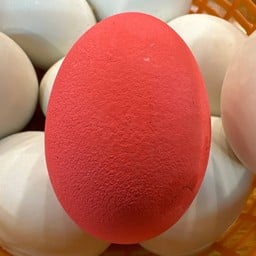 ไข่เยี่ยวม้า