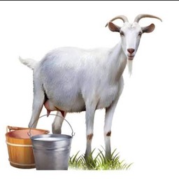 Frozen raw goat milk