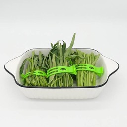 Chinese Morning Glory