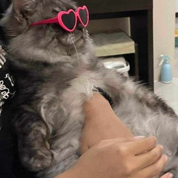 ทิปน้องแมว (เต้าหู้)