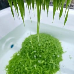 หมีโหยลอดช่องภูเก็ต