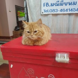ทิปแมว เจอรี่  แม่ลูกหนึ่ง