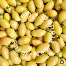 Green Grape Tomato