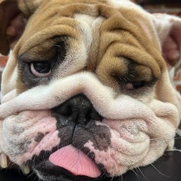 ทิปน้องอัลฟ่า จมูกโด่ง8เมตร