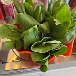 ผักฮ่องเต้