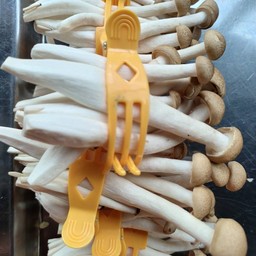 เห็ดหลิน