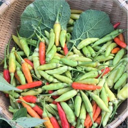 พริกส้ม