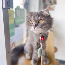 อองฟอง(น้อนใหม่ ซ่า แสบ สุด)😼