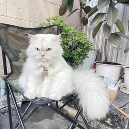 อู้ฟู่