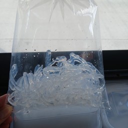 เส้นแก้วหรือเส้นสาหร่าย