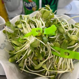 ต้นอ่อนทานตะวัน