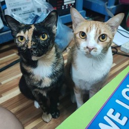 ยะยัม - โจ้จ้น