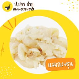 แมงกะพรุน