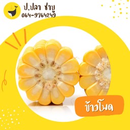 ข้าวโพดหวาน