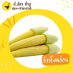 ข้าวโพดอ่อน