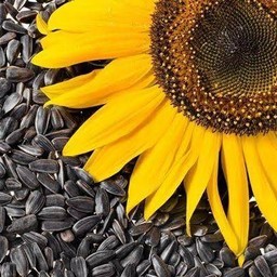 อาหารตามสั่ง รสนัว (เริ่มต้น 28 บาท)