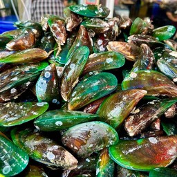 หอยแมงภู่