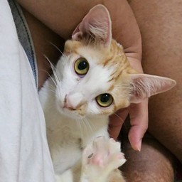 แอดมินน้องหมูเต๊ะ