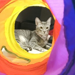 แอดมินน้องเต้าฮวย