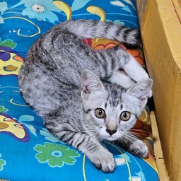 แอดมินน้องหมูตุ๋น