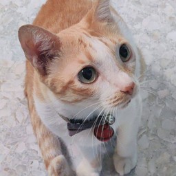 ผู้ช่วยเชฟสาวสุด HOT