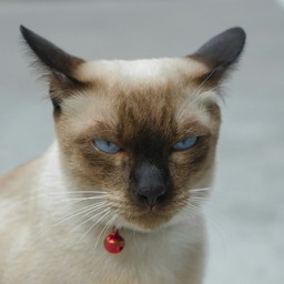 ต.ม.เกาหลีสุดโหด