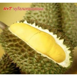 N&Tทุเรียนหมอนทอง