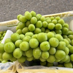 องุ่นไซมัสคัท