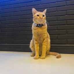 ทิปน้องโคขุน