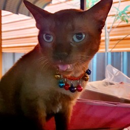 ให้ทิปเด็กหั่นผัก (น้องชาโค)