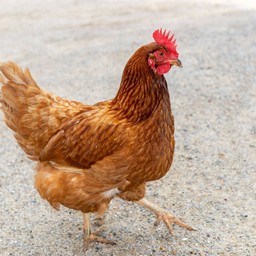 ไก่