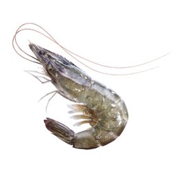เพิ่มกุ้ง