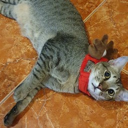 แจ่มใสครับบ