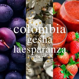 Colombia Gesha Laesparanza