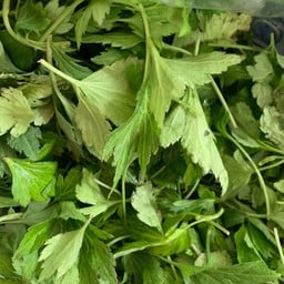 ใบยา ใบจิงจูฉ่าย