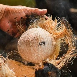 มะพร้าวน้ำหอมเผาแท้100%