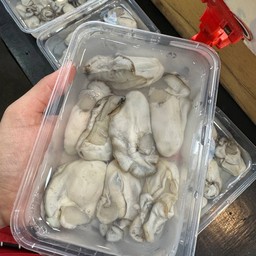 หอยนางรมสด