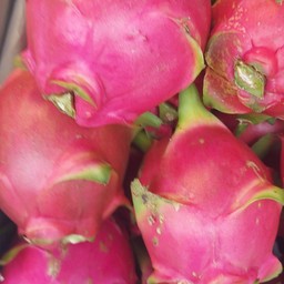 แก้วมังกรภุเรือ ลุกปะมาน2  ลุกโล  ภูเรือ