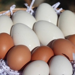 ไข่ไก่เจียว