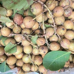 หมากค้อ 500 กรัม ไม่แกะเปลือก