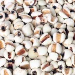 ลูกเดือย